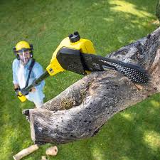 Organic Lawn Care Solutions in Collierville, TN