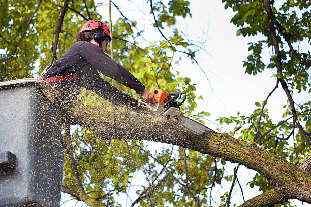 Leaf Removal in Collierville, TN